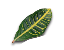 leaf blad natuur nature